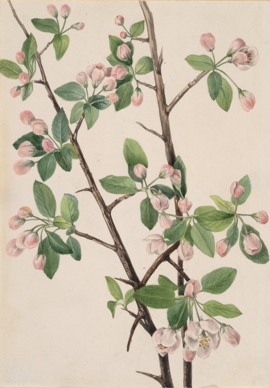 野生甜蟹 Malus coronaria, 1920. 作者 玛丽·沃克斯·沃尔科特