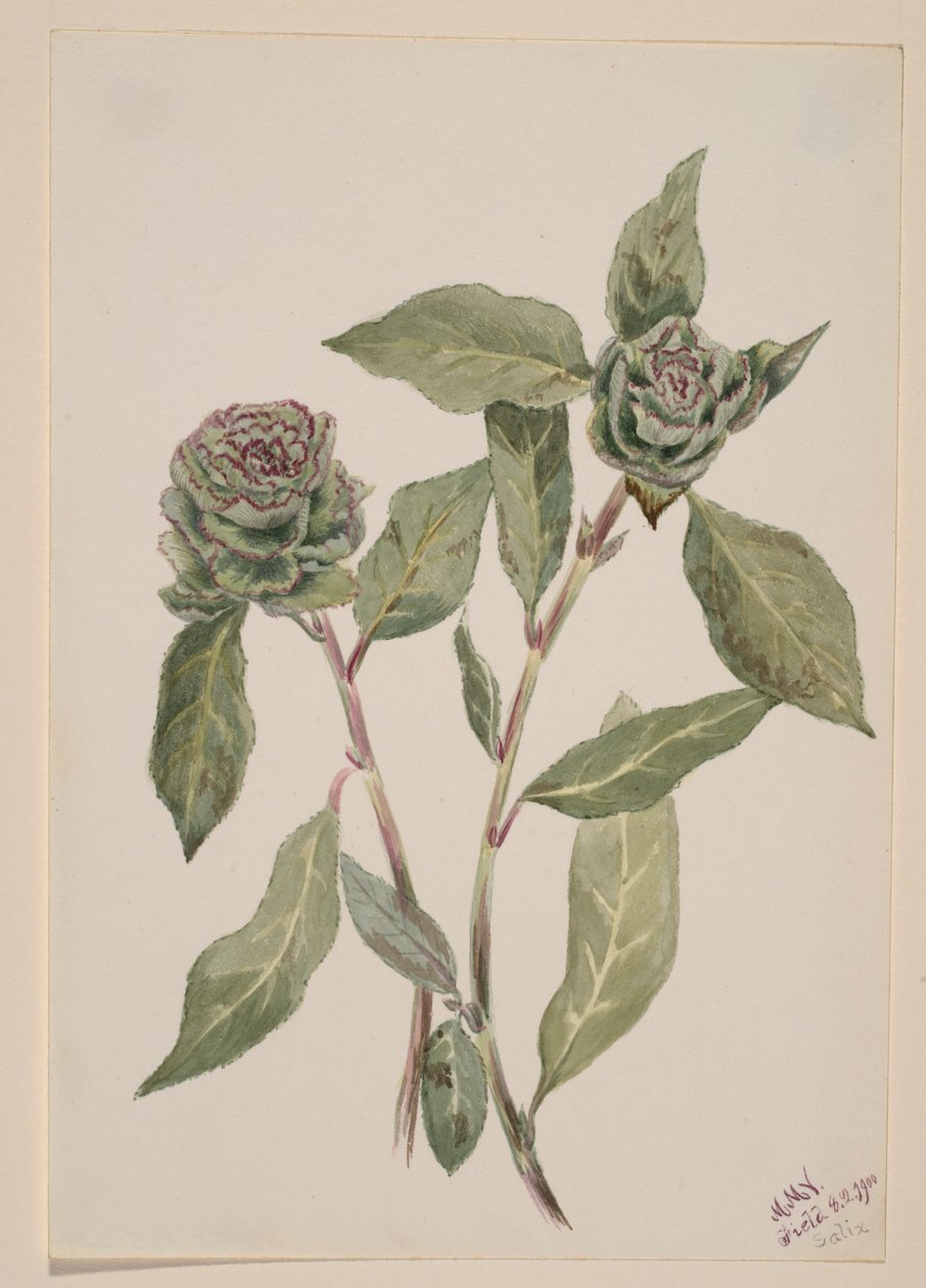 柳树（Salix） 作者 玛丽·沃克斯·沃尔科特