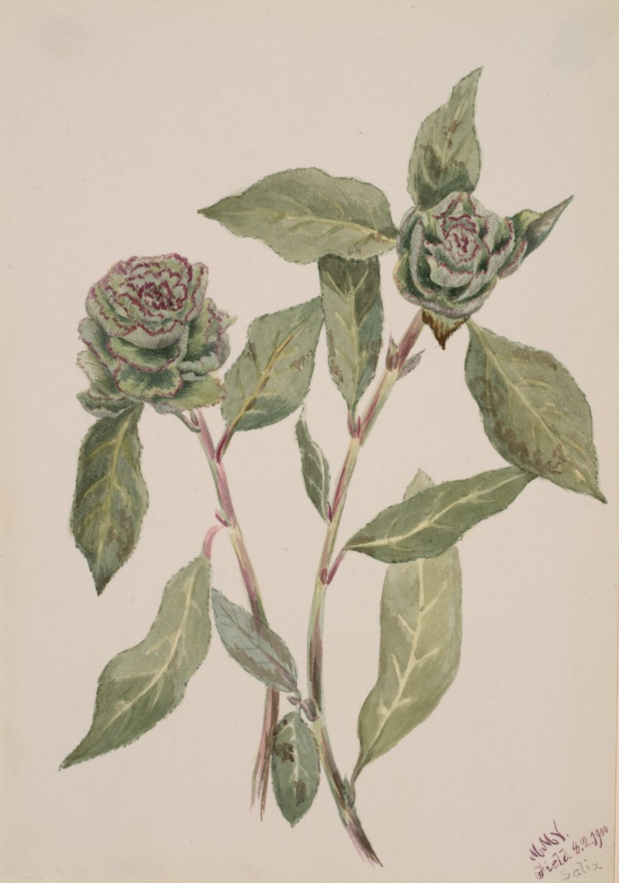 柳树Salix, 1900. 作者 玛丽·沃克斯·沃尔科特