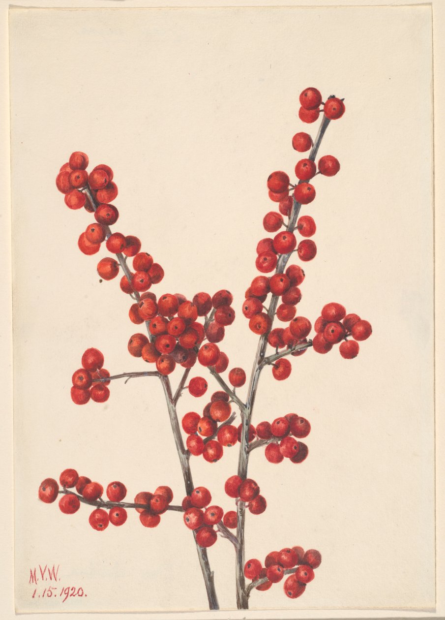 冬梅（Ilex verticillata） 作者 玛丽·沃克斯·沃尔科特