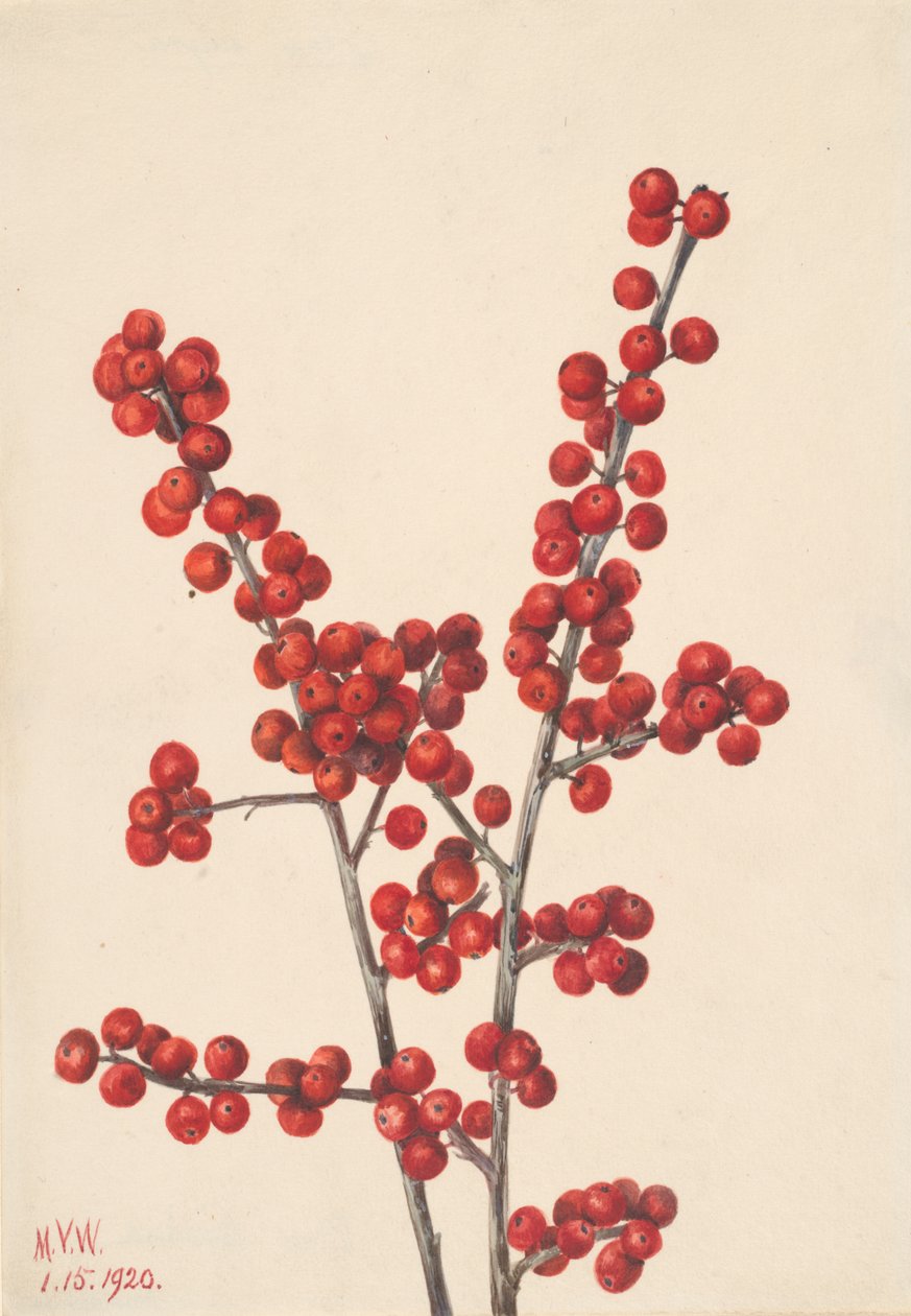 Winterberry Ilex verticillata, 1920. 作者 玛丽·沃克斯·沃尔科特