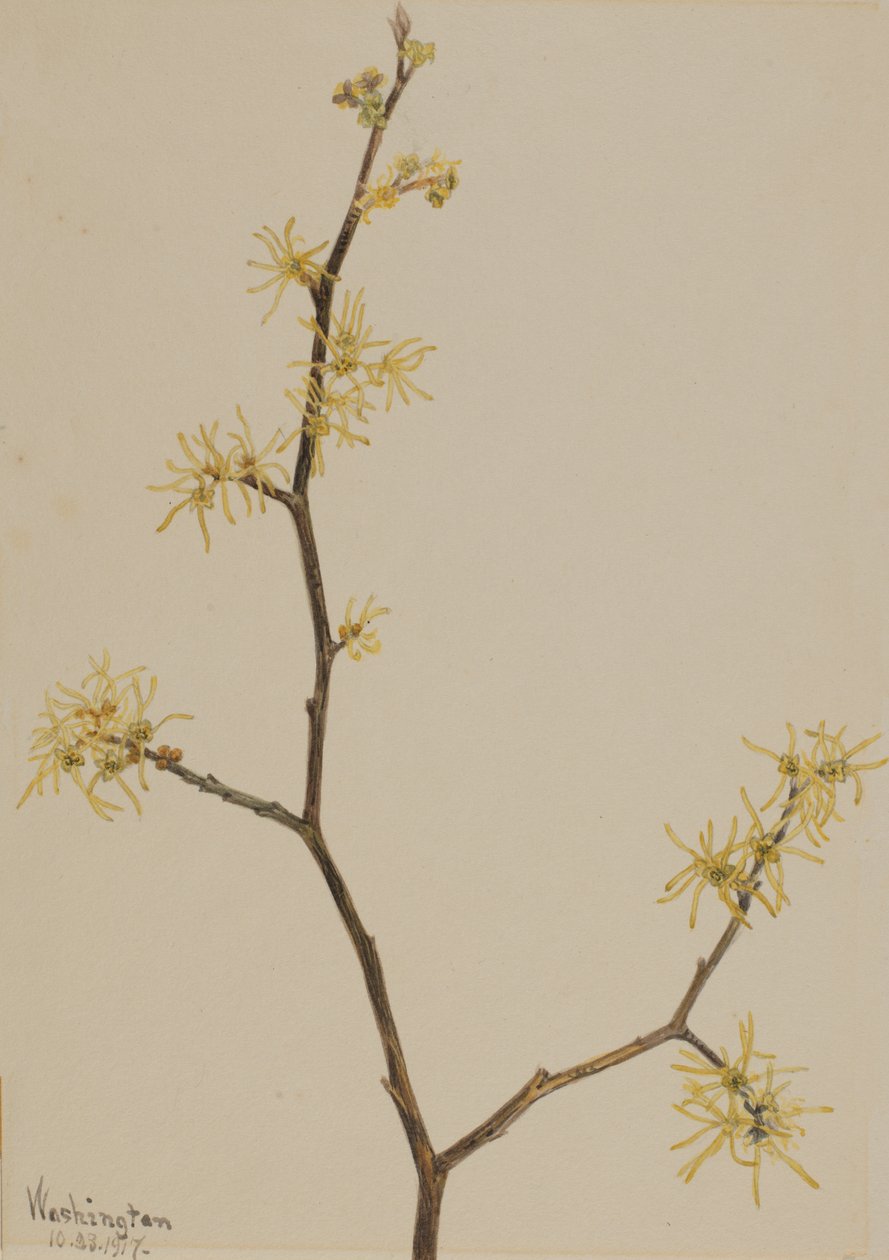 金缕梅（Hamamelis virginiana），1917年。 作者 玛丽·沃克斯·沃尔科特