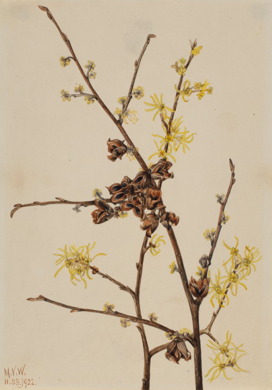 金缕梅（Hamamelis virginiana），1922年。 作者 玛丽·沃克斯·沃尔科特