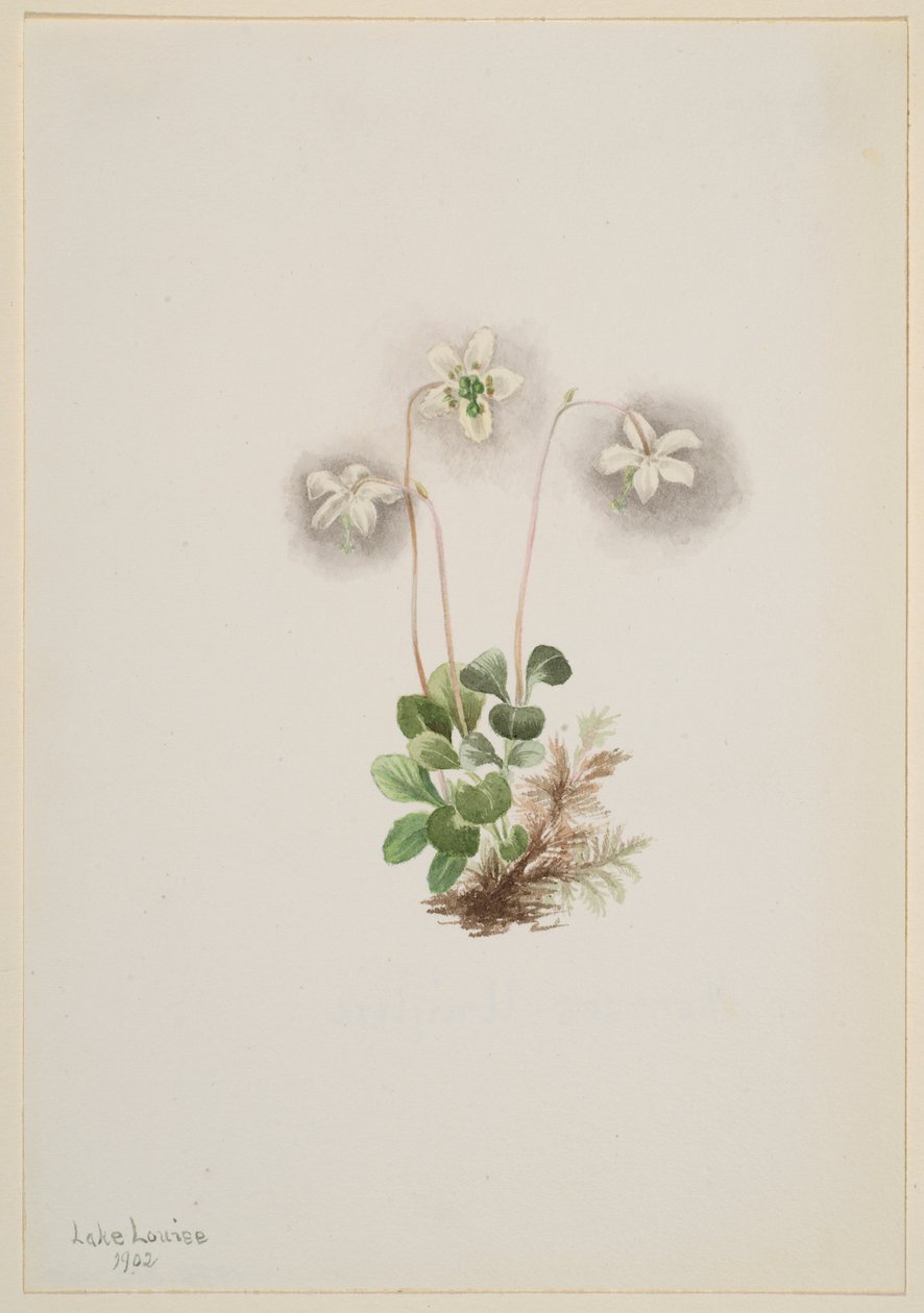 木蛱蝶（Moneses uniflora） 作者 玛丽·沃克斯·沃尔科特