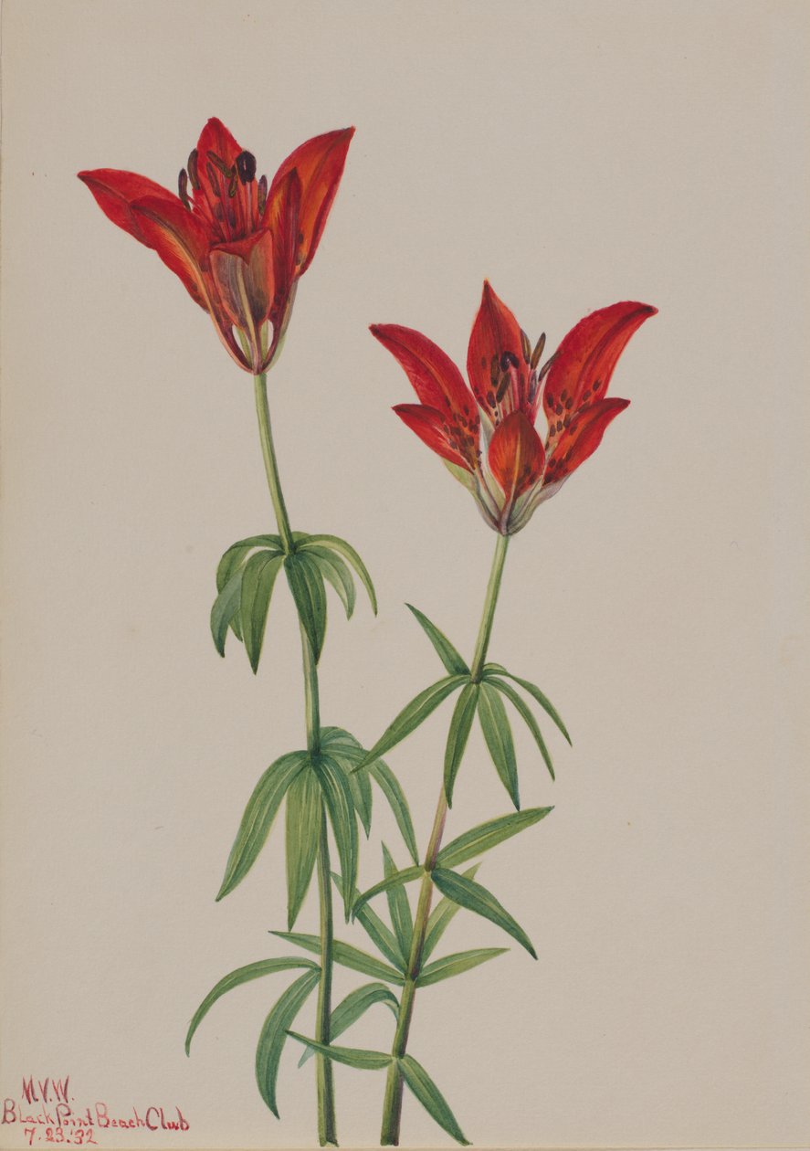 木百合 Lilium philadelphicum, 1932. 作者 玛丽·沃克斯·沃尔科特