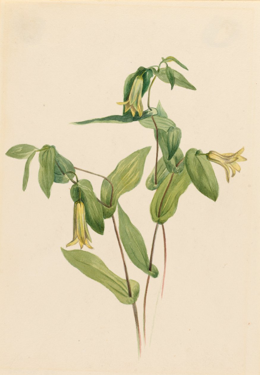 木樱桃（Uvularia perfoliata） 作者 玛丽·沃克斯·沃尔科特