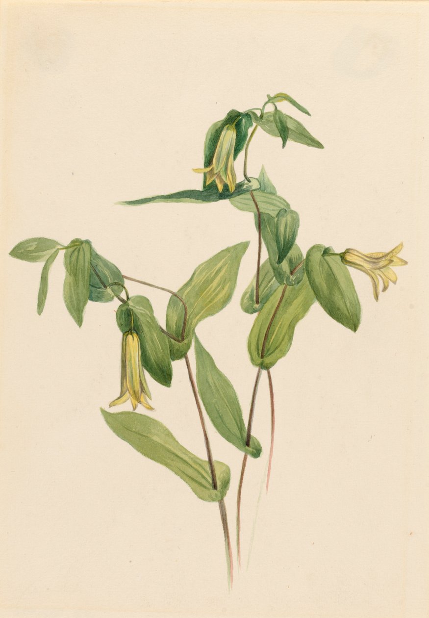 Wood Merrybells Uvularia perfoliata, n.d. 作者 玛丽·沃克斯·沃尔科特