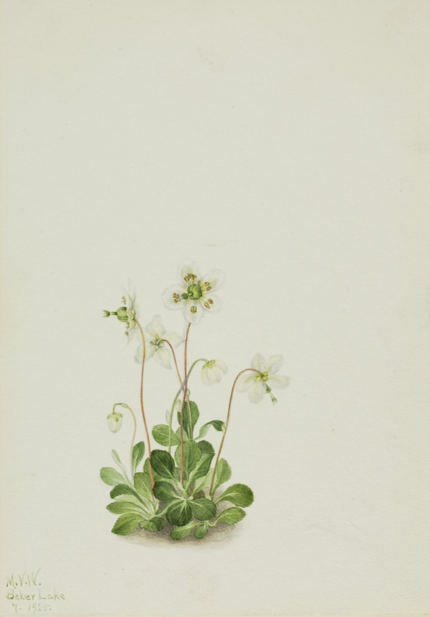木若虫（Moneses uniflora） 作者 玛丽·沃克斯·沃尔科特