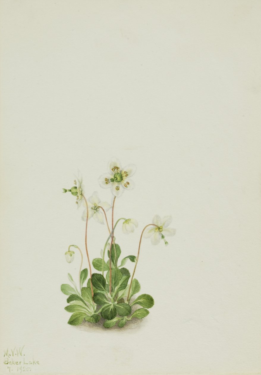 木质蛱蝶Moneses uniflora，1925。 作者 玛丽·沃克斯·沃尔科特