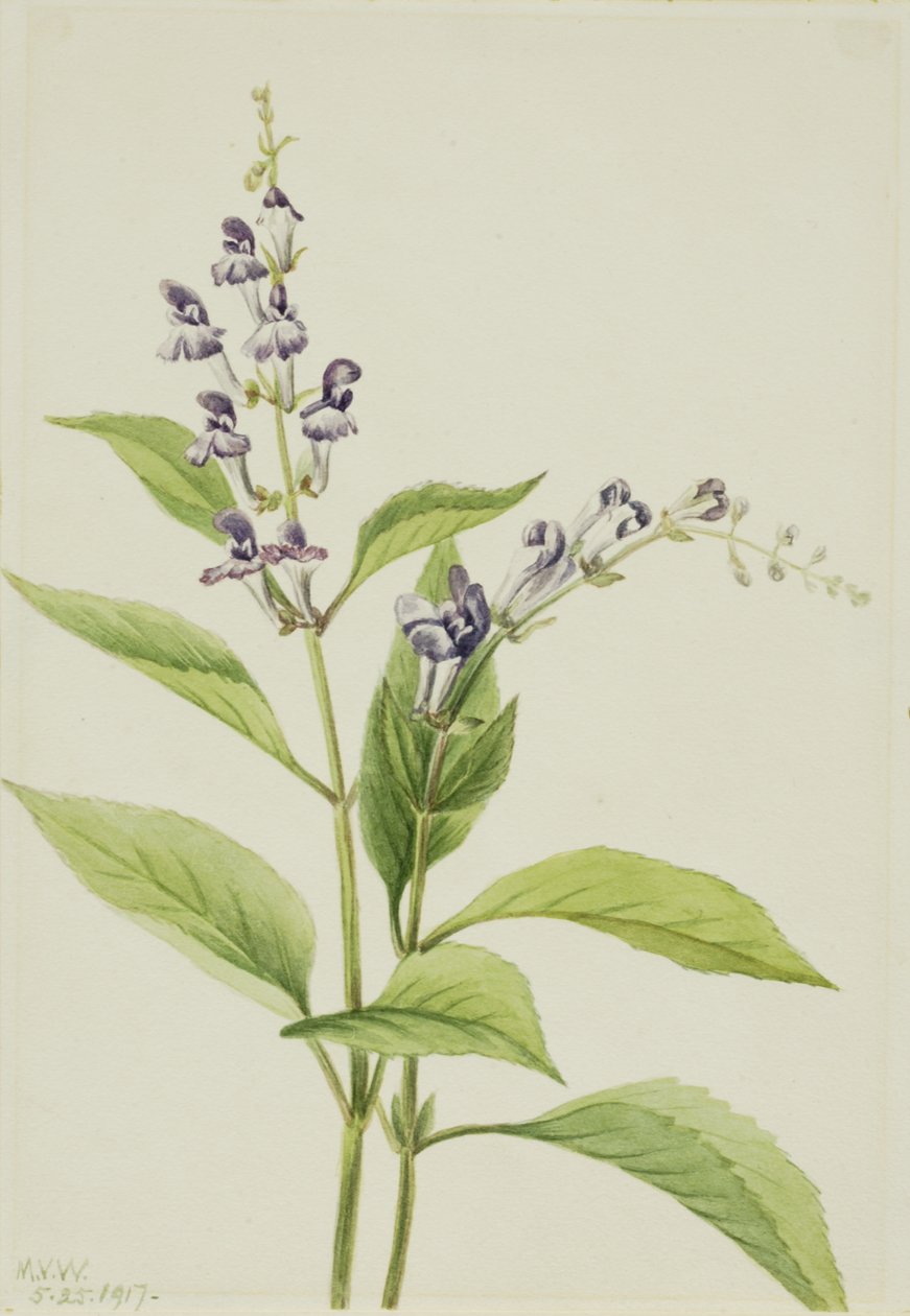 木天竺葵 Scutellaria serrata, 1917. 作者 玛丽·沃克斯·沃尔科特