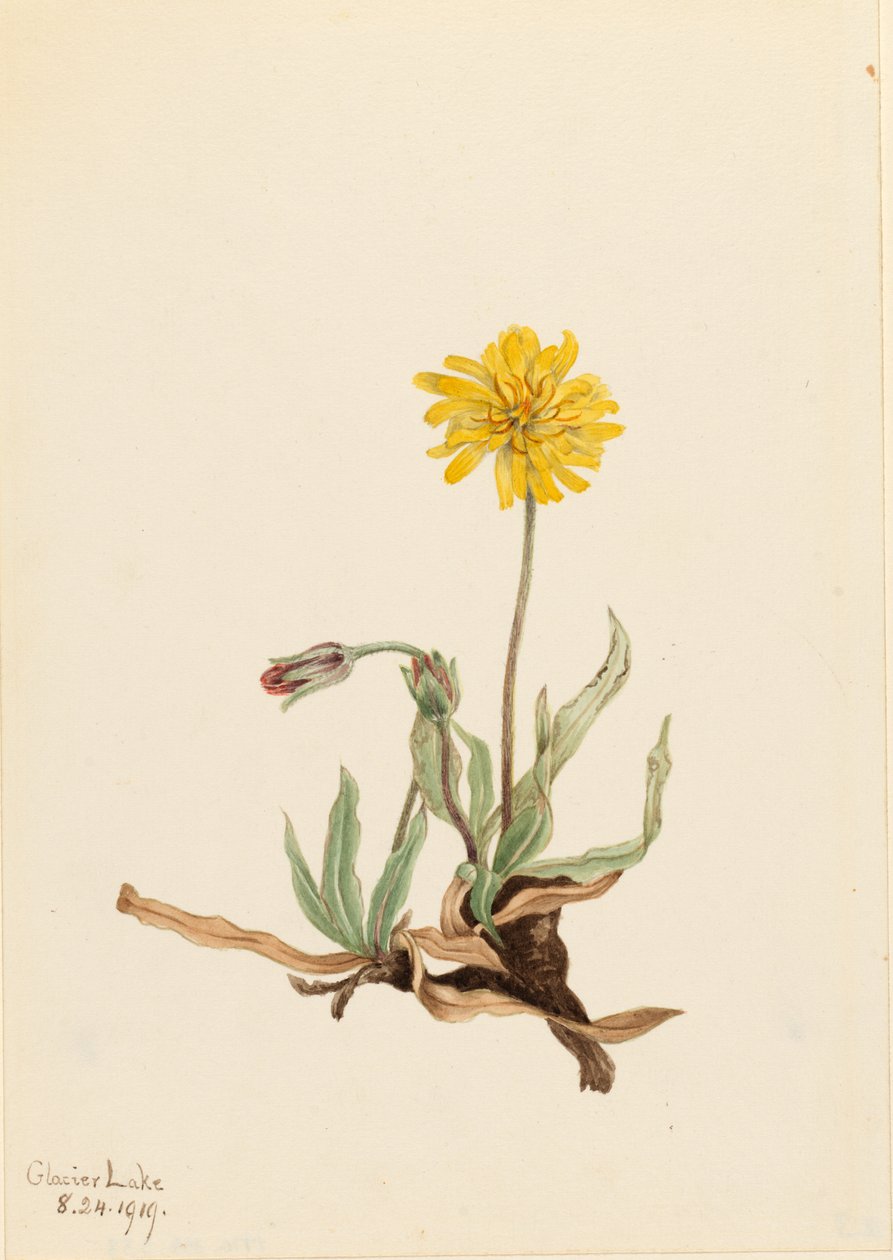 毛芒草（Agoseris villosa） 作者 玛丽·沃克斯·沃尔科特