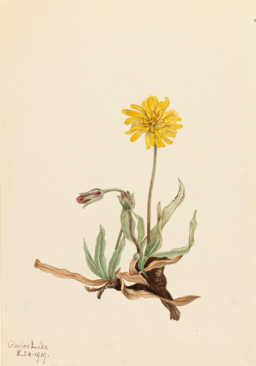 Woolly Agoseris Agoseris villosa, 1919. 作者 玛丽·沃克斯·沃尔科特