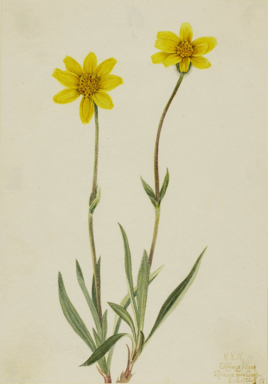 羊毛山金车 Arnica tomentosa, 1920. 作者 玛丽·沃克斯·沃尔科特