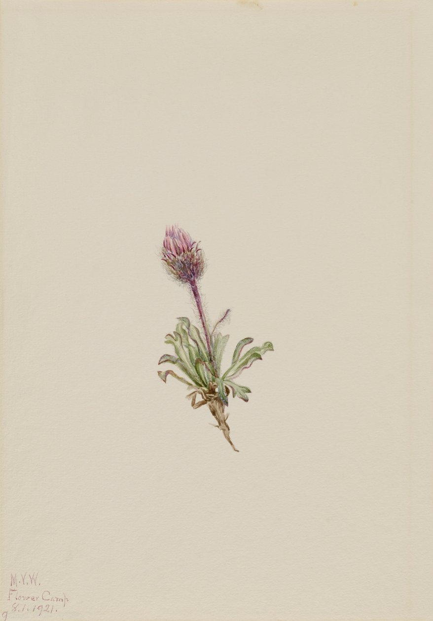 Woolly Fleabane Erigeron lanatus, 1921. 作者 玛丽·沃克斯·沃尔科特