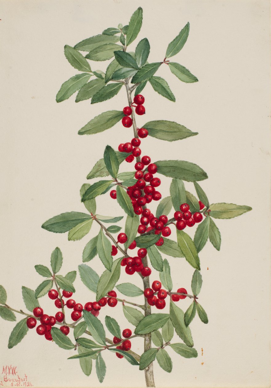 Yaupon Ilex vomitoria, 1926. 作者 玛丽·沃克斯·沃尔科特