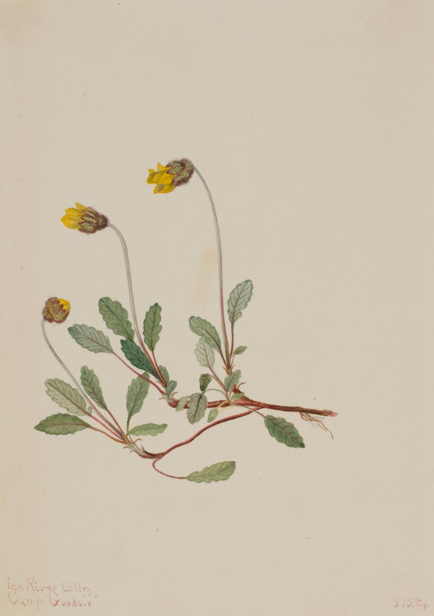黄干尸（Dryas drummondii） 作者 玛丽·沃克斯·沃尔科特