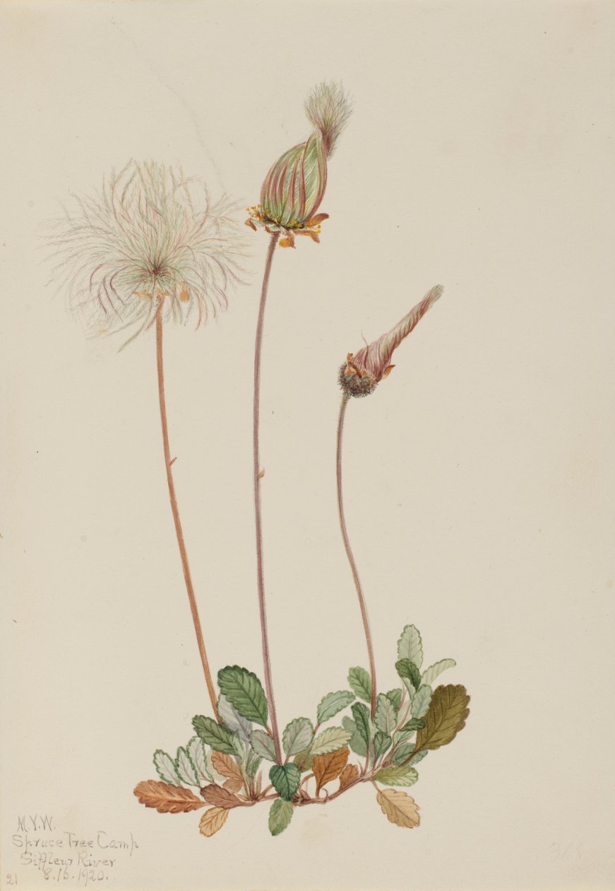 黄旱鸭（果实）（Dryas drummondii） 作者 玛丽·沃克斯·沃尔科特