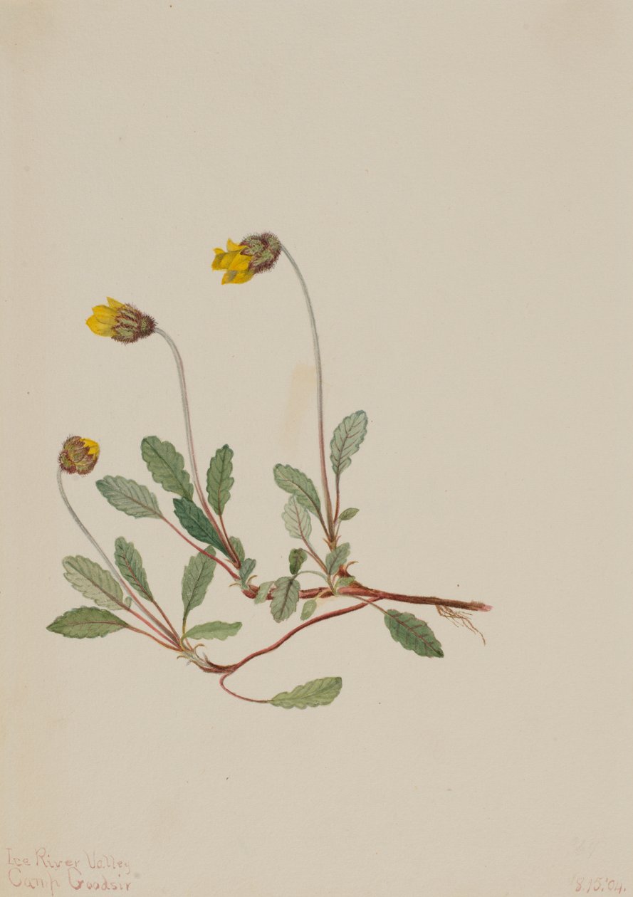 Yellow Dryad Dryas drummondii，1904。 作者 玛丽·沃克斯·沃尔科特