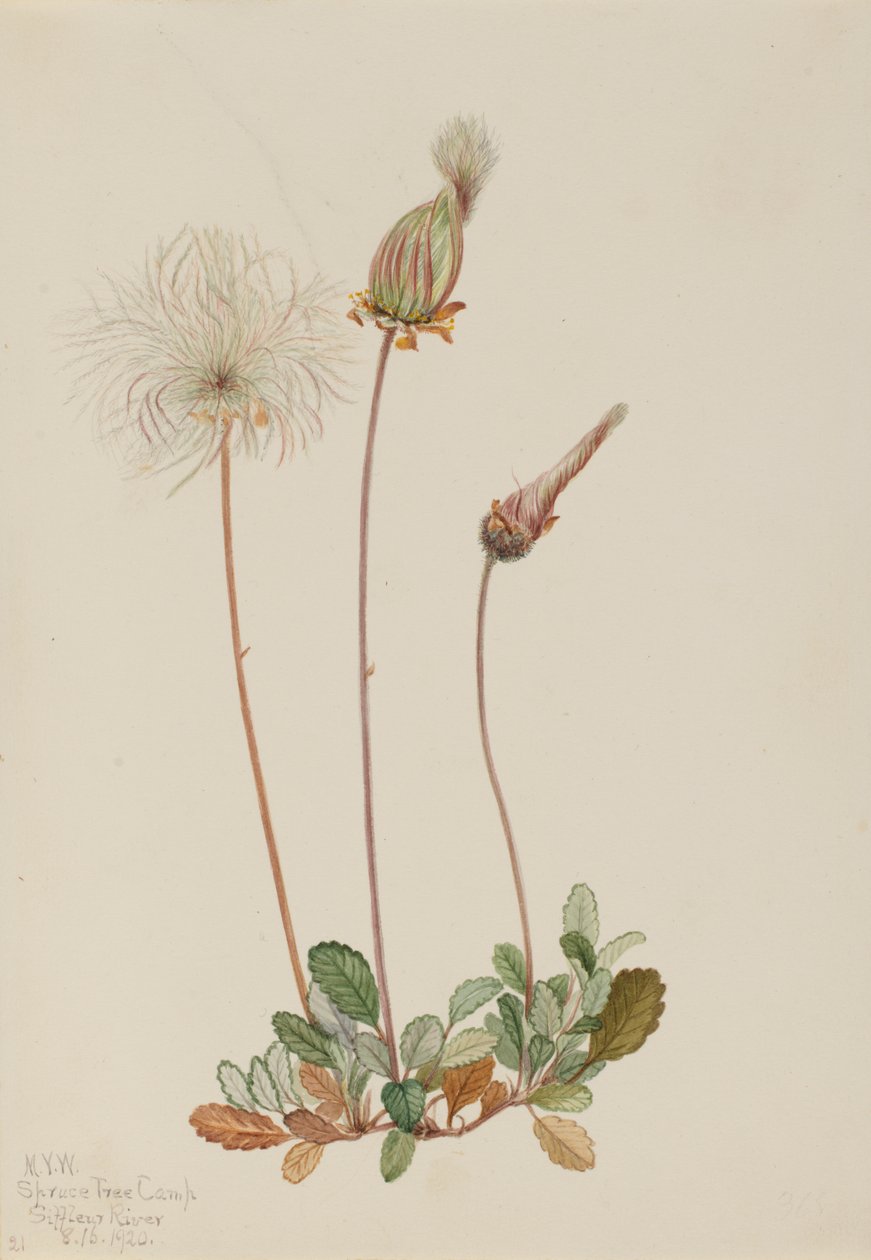 Yellow Dryad fruit Dryas drummondii, 1920. 作者 玛丽·沃克斯·沃尔科特