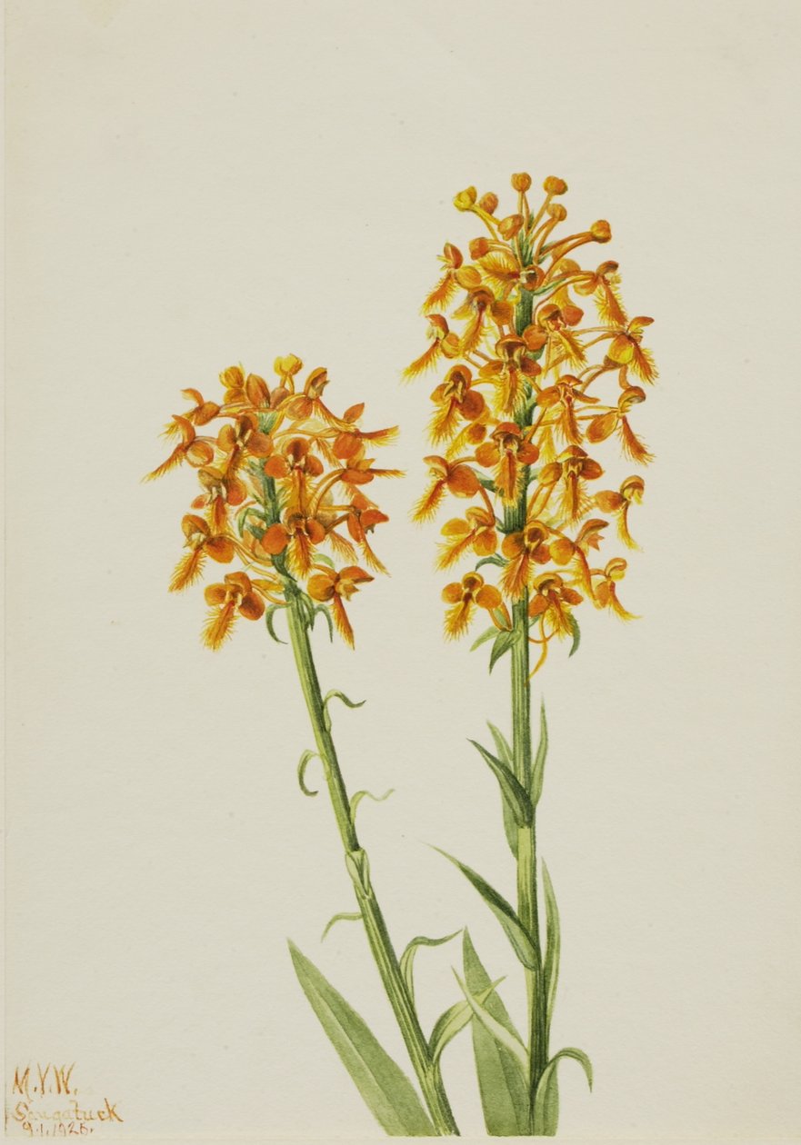 黄穗兰（Habenaria ciliaris） 作者 玛丽·沃克斯·沃尔科特