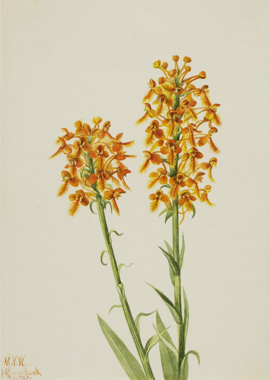 黄穗兰 Habenaria ciliaris, 1926. 作者 玛丽·沃克斯·沃尔科特