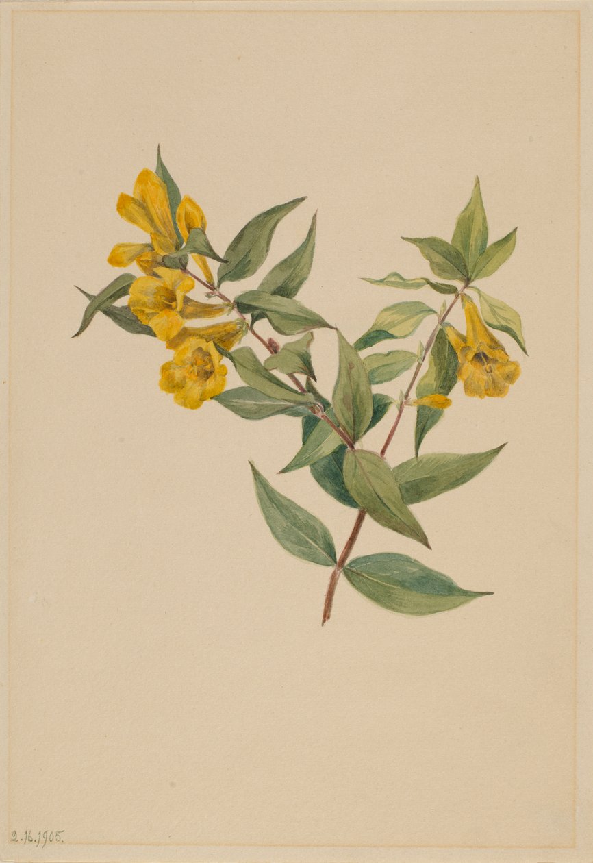 黄茜草（Gelsemium sempervirens） 作者 玛丽·沃克斯·沃尔科特