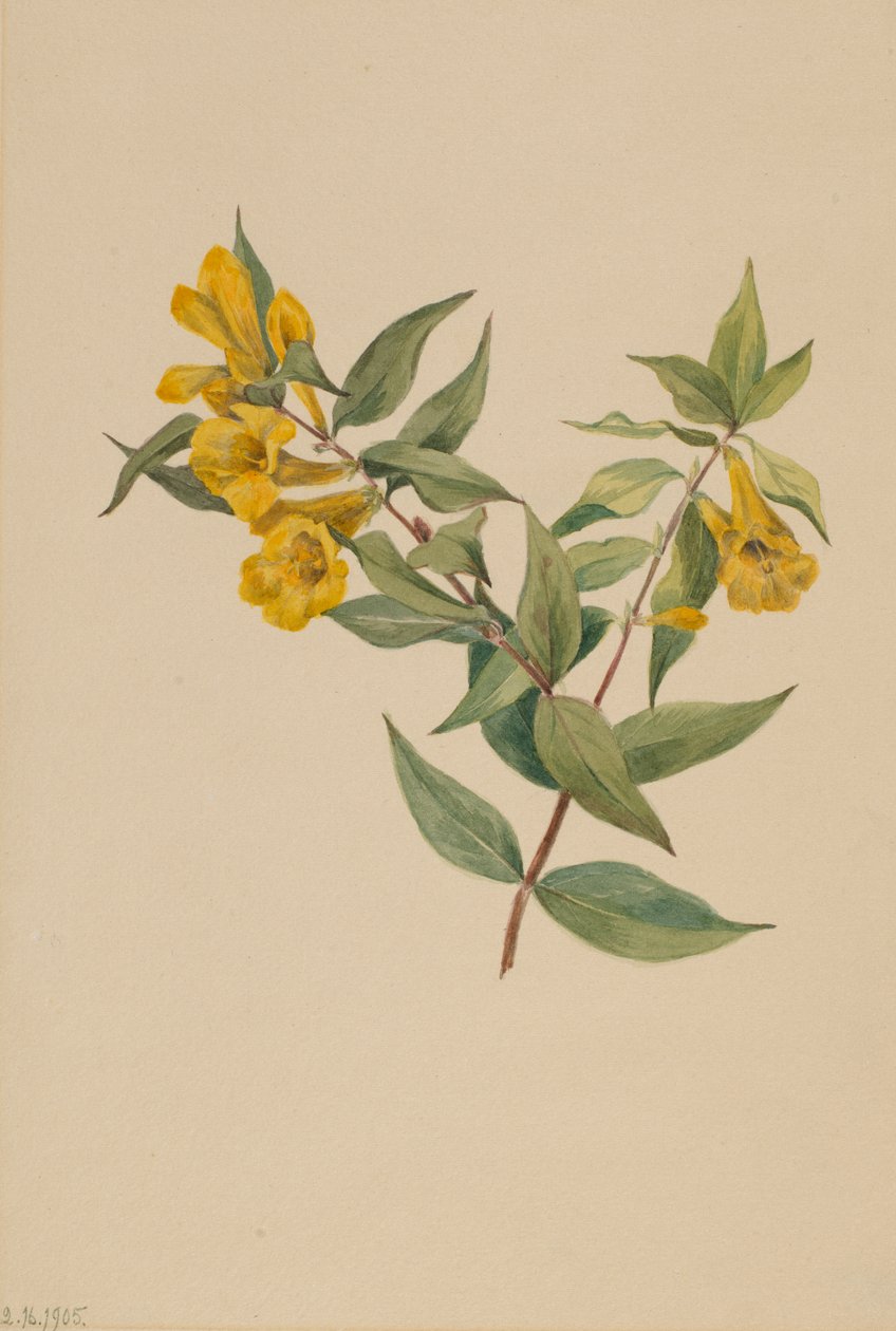 Yellow Jessamine Gelsemium sempervirens, 1905. 作者 玛丽·沃克斯·沃尔科特
