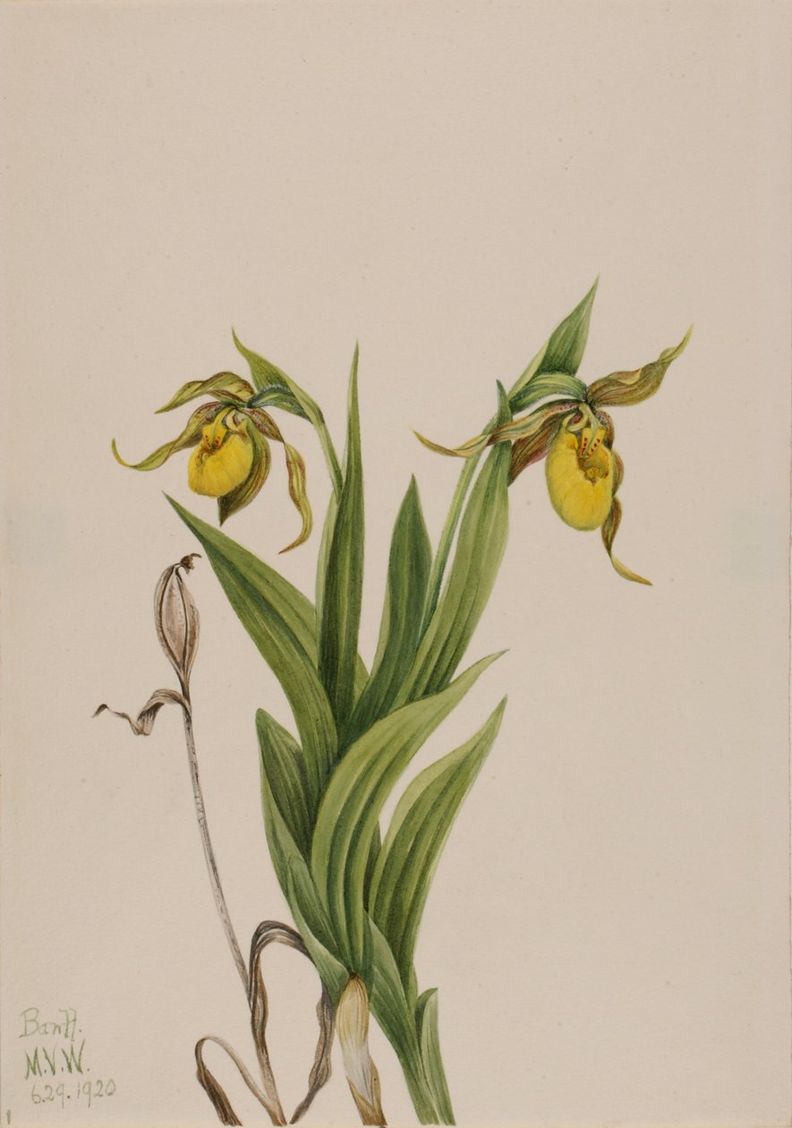 黄瓢虫（Cypripedium parviflorum） 作者 玛丽·沃克斯·沃尔科特