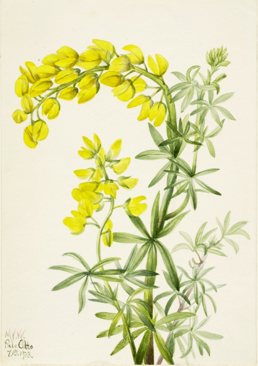 黄羽扇豆（Lupinis arboreus） 作者 玛丽·沃克斯·沃尔科特