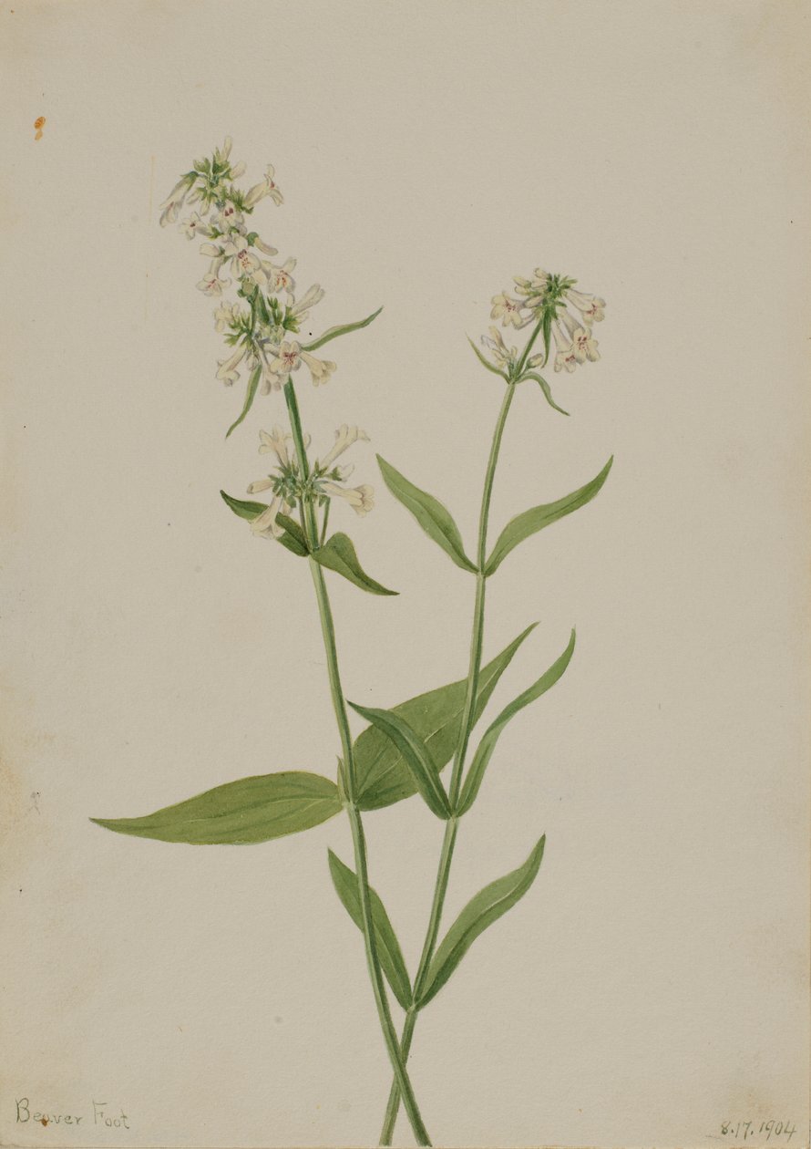 黄五步蛇（Pentstemon confertus） 作者 玛丽·沃克斯·沃尔科特