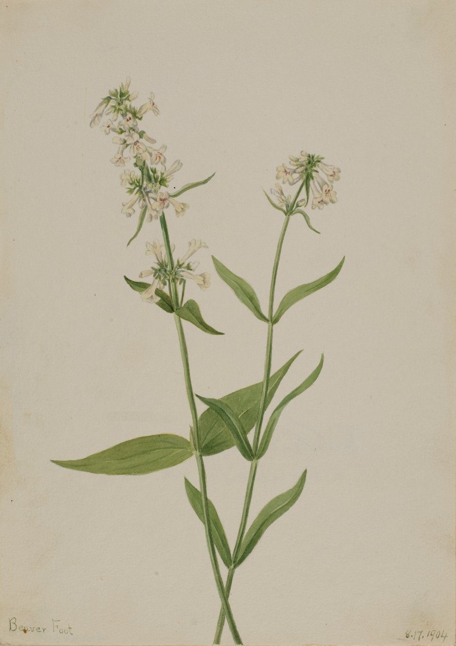 Yellow Pentstemon Pentstemon confertus, 1904. 作者 玛丽·沃克斯·沃尔科特