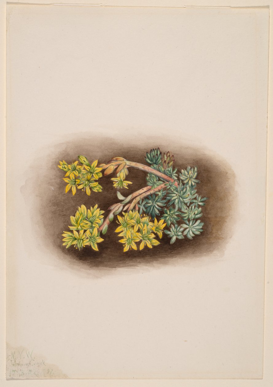 黄石竹（Sedum stenopetalum） 作者 玛丽·沃克斯·沃尔科特