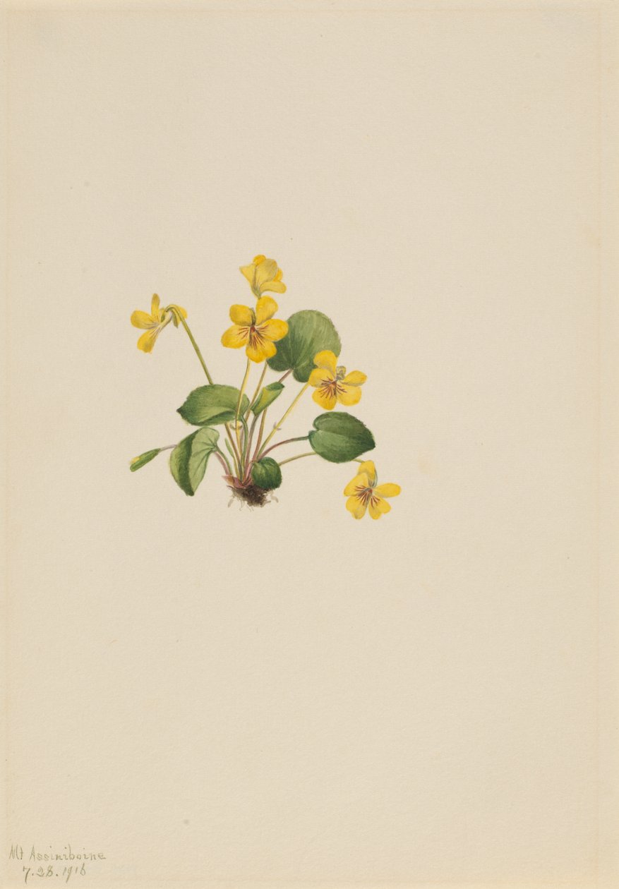 黄紫罗兰（Viola orbiculata） 作者 玛丽·沃克斯·沃尔科特