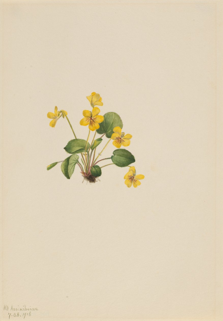 Yellow Violet Viola orbiculata, 1916. 作者 玛丽·沃克斯·沃尔科特