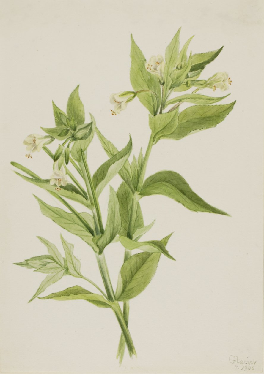 Yellow Willow-Weed Epilobium lutem, 1906. 作者 玛丽·沃克斯·沃尔科特