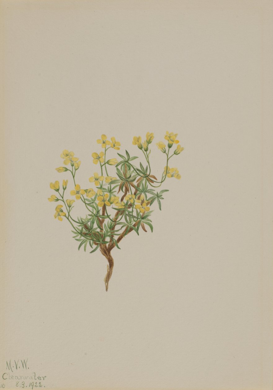 黄柳树草，1922年。 作者 玛丽·沃克斯·沃尔科特