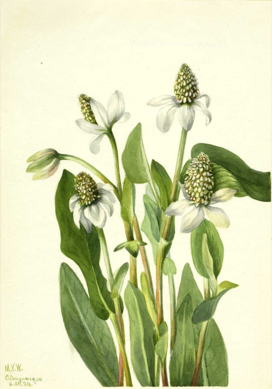 Yerba Mansa Anemopsis californica, 1934. 作者 玛丽·沃克斯·沃尔科特