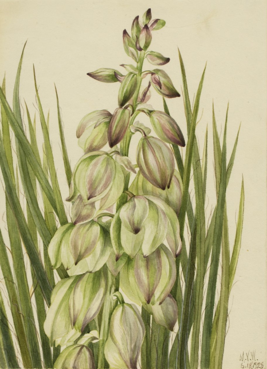 Yucca Yucca baileyi, 1928. 作者 玛丽·沃克斯·沃尔科特