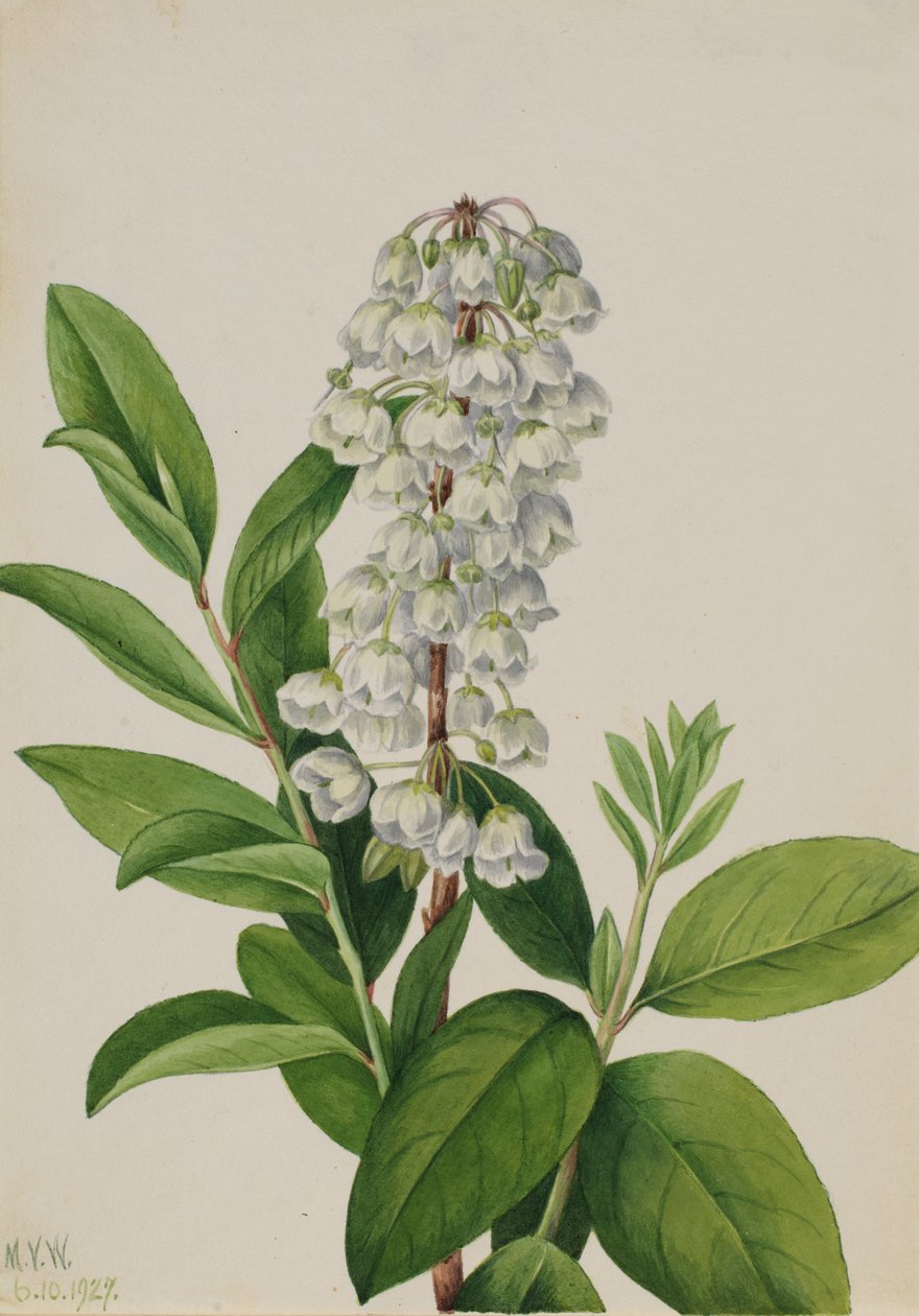 Zenobia Zenobia cassinifolia, 1927. 作者 玛丽·沃克斯·沃尔科特