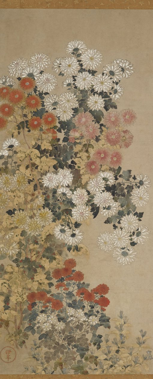 菊花 作者 封印大师