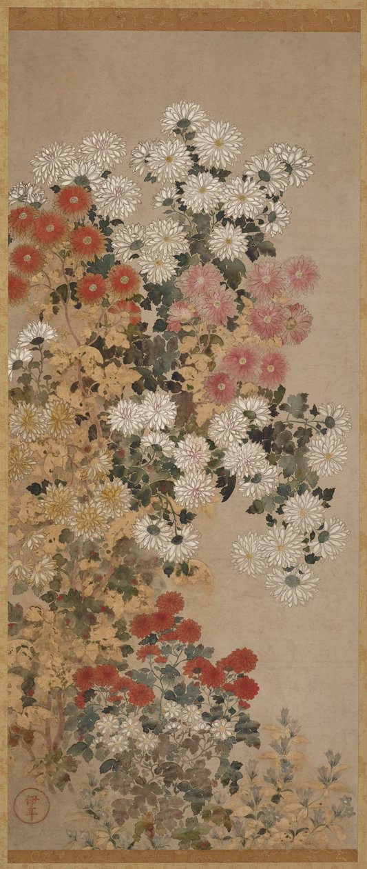 菊花 作者 封印大师