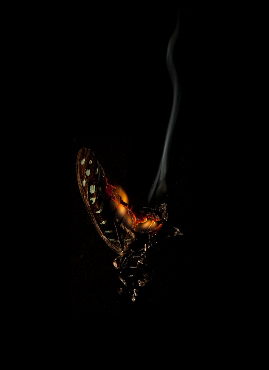 燃烧的蝴蝶 5，2013 年（兰博达印刷品） 作者 马特·科利肖