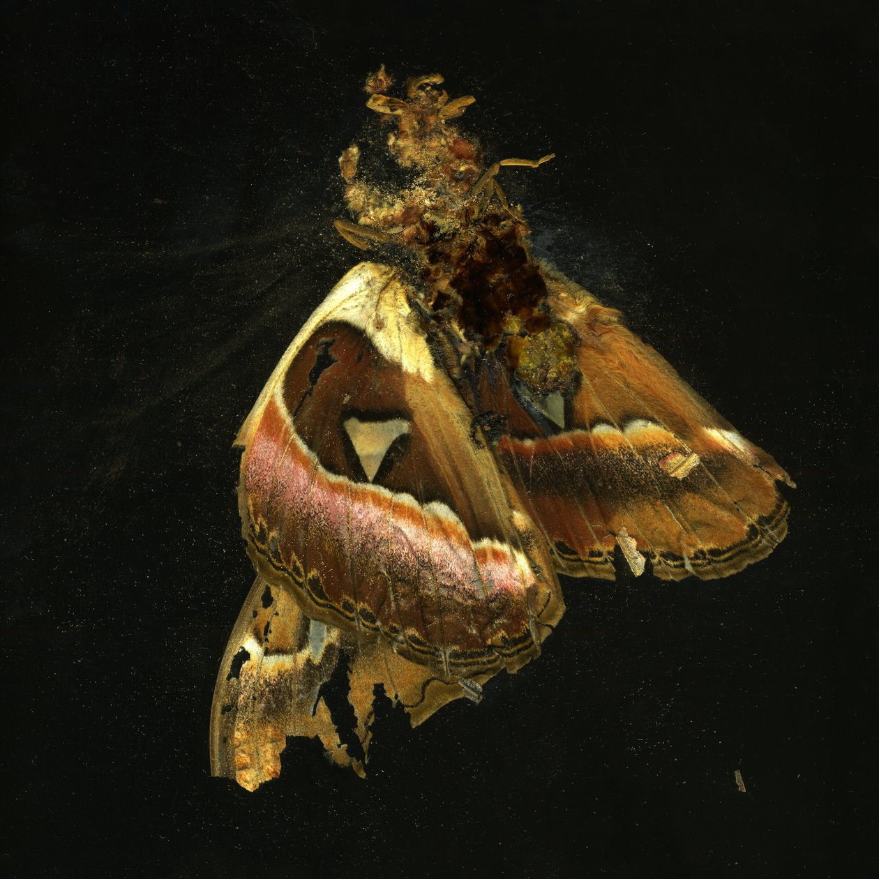 杀虫剂 11，2006 年（C 型照片） 作者 马特·科利肖