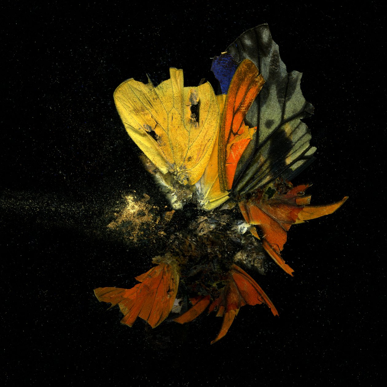 杀虫剂 13，2009 年（C 型照片） 作者 马特·科利肖