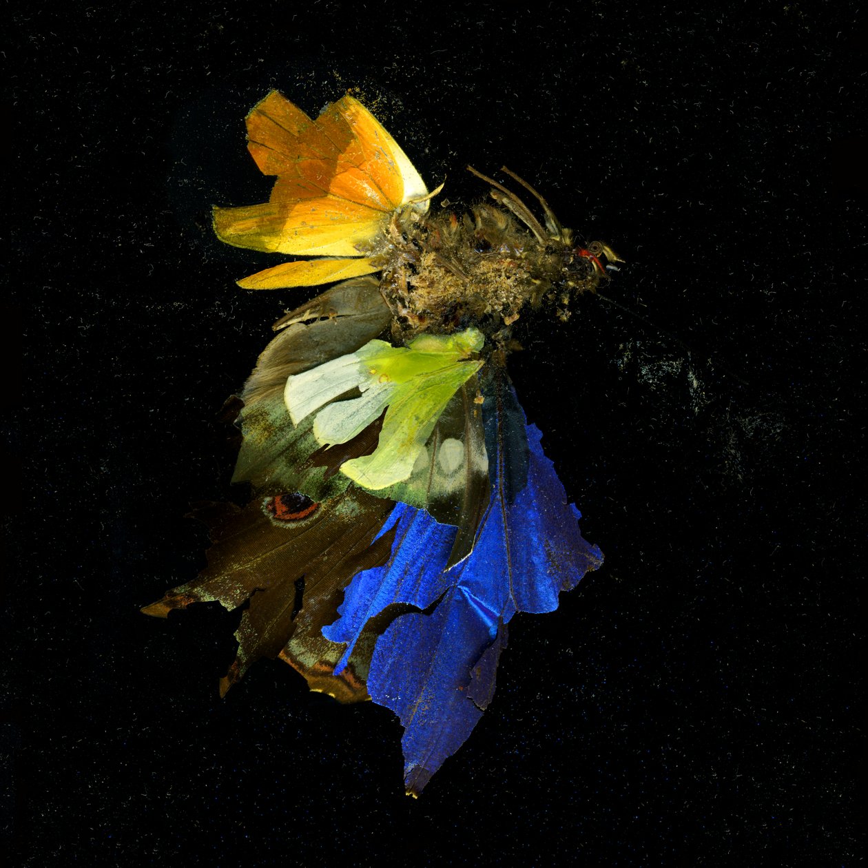 杀虫剂 15，2009 年（C 型照片） 作者 马特·科利肖