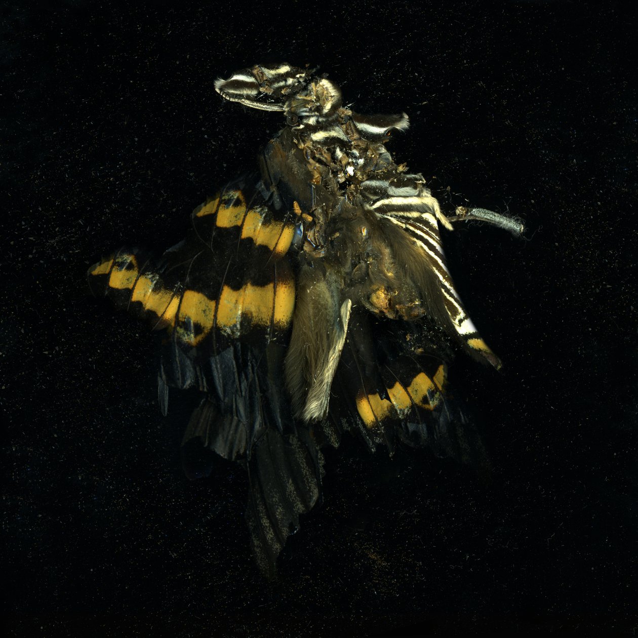 杀虫剂 17，2009 年（C 型照片） 作者 马特·科利肖