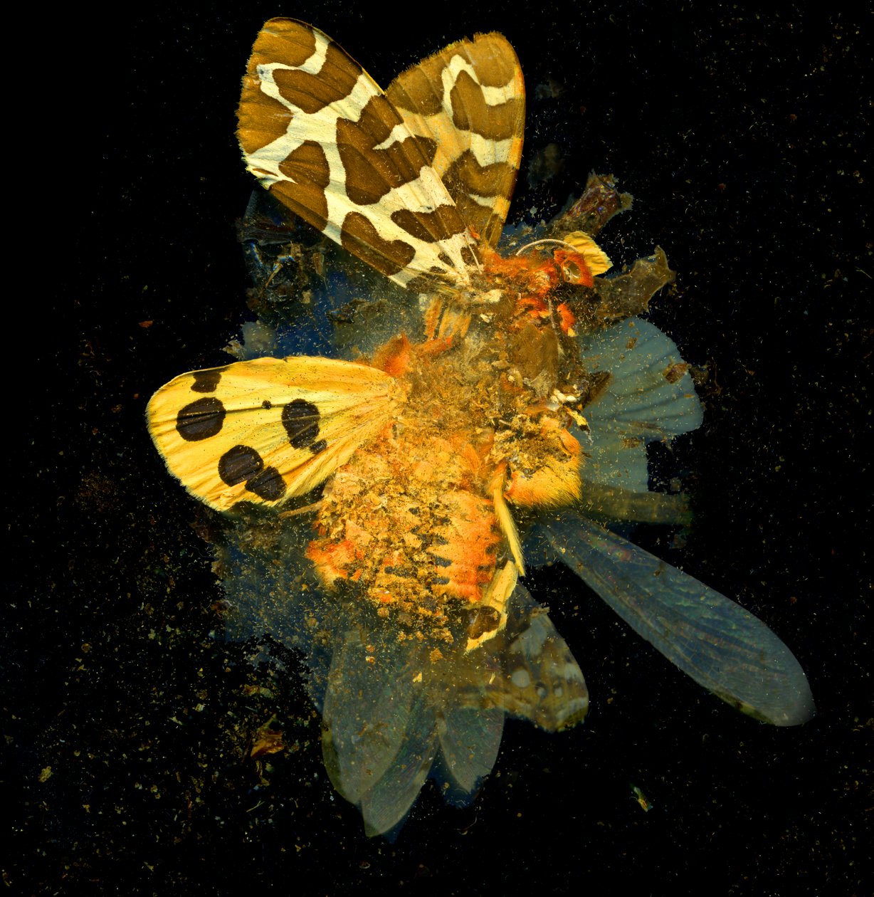 杀虫剂 24，2008 年（C 型照片） 作者 马特·科利肖