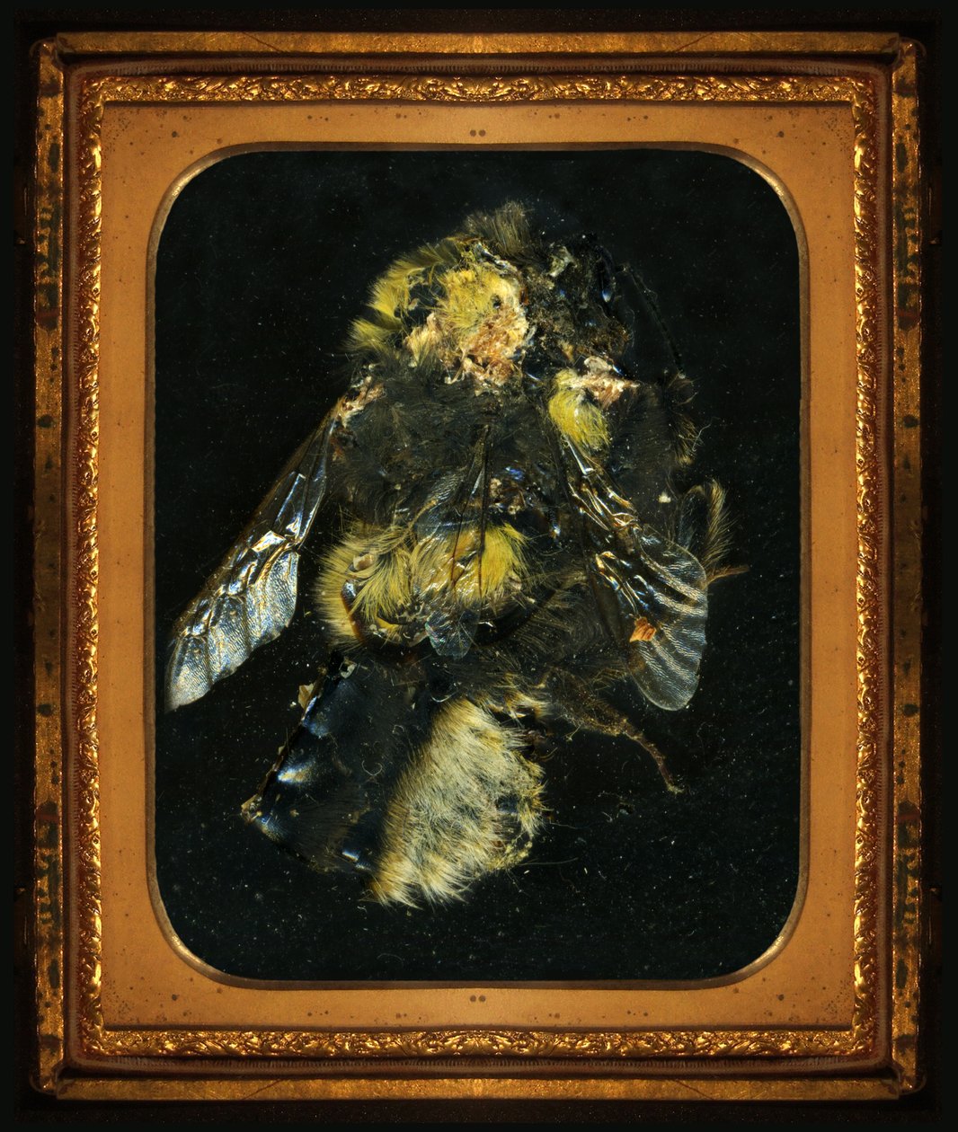 杀虫剂 2，2006 年（C 型照片） 作者 马特·科利肖