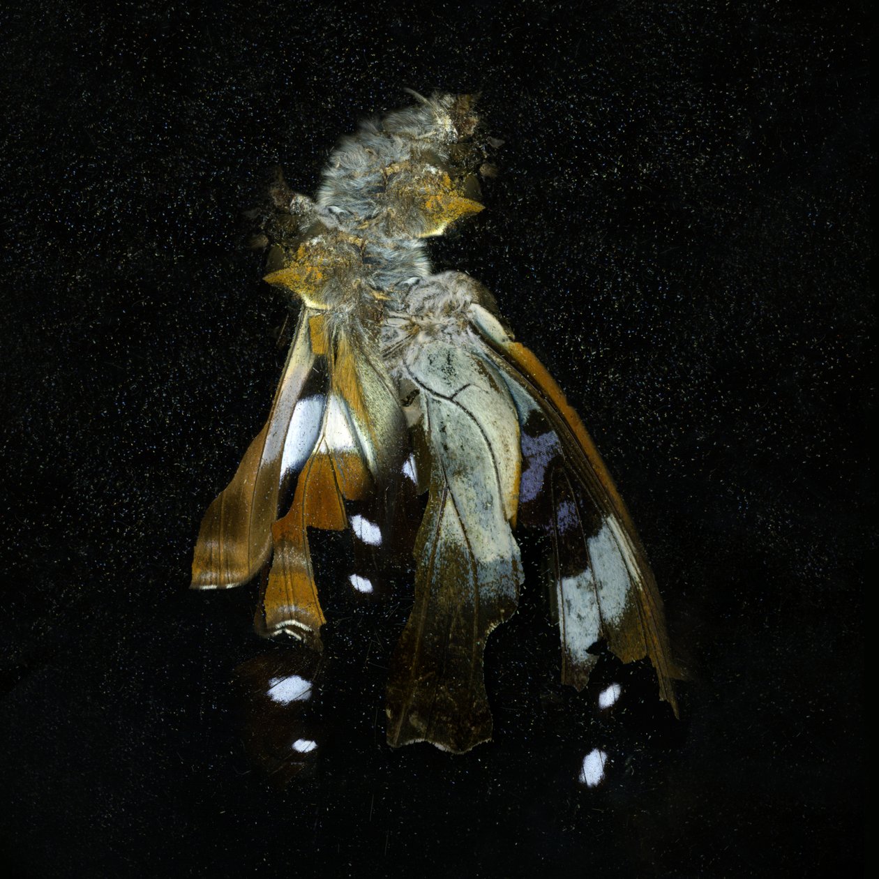 杀虫剂 38，2011 年（C 型照片） 作者 马特·科利肖