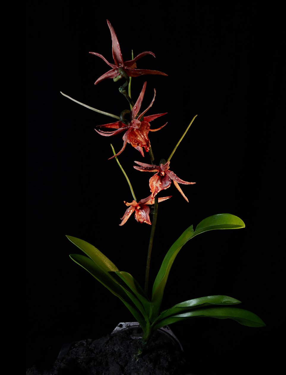 Venal Muse，Augean，2012 年（树脂、珐琅漆、木材、玻璃、钢材） 作者 马特·科利肖
